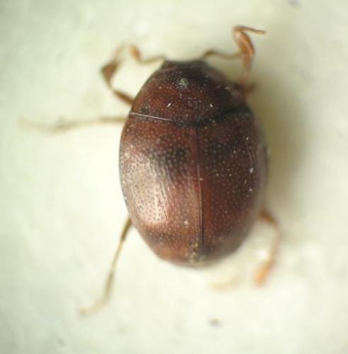Réf. 271 965 : Anapleus raddei